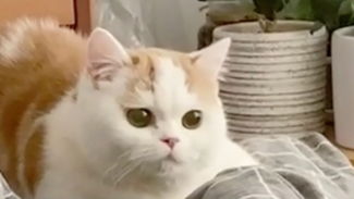 小玉:我就是馋姐姐身子